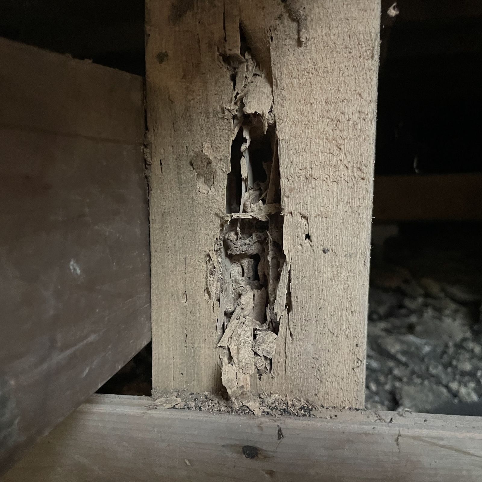 シロアリによって内部が食害され空洞化した床下の束